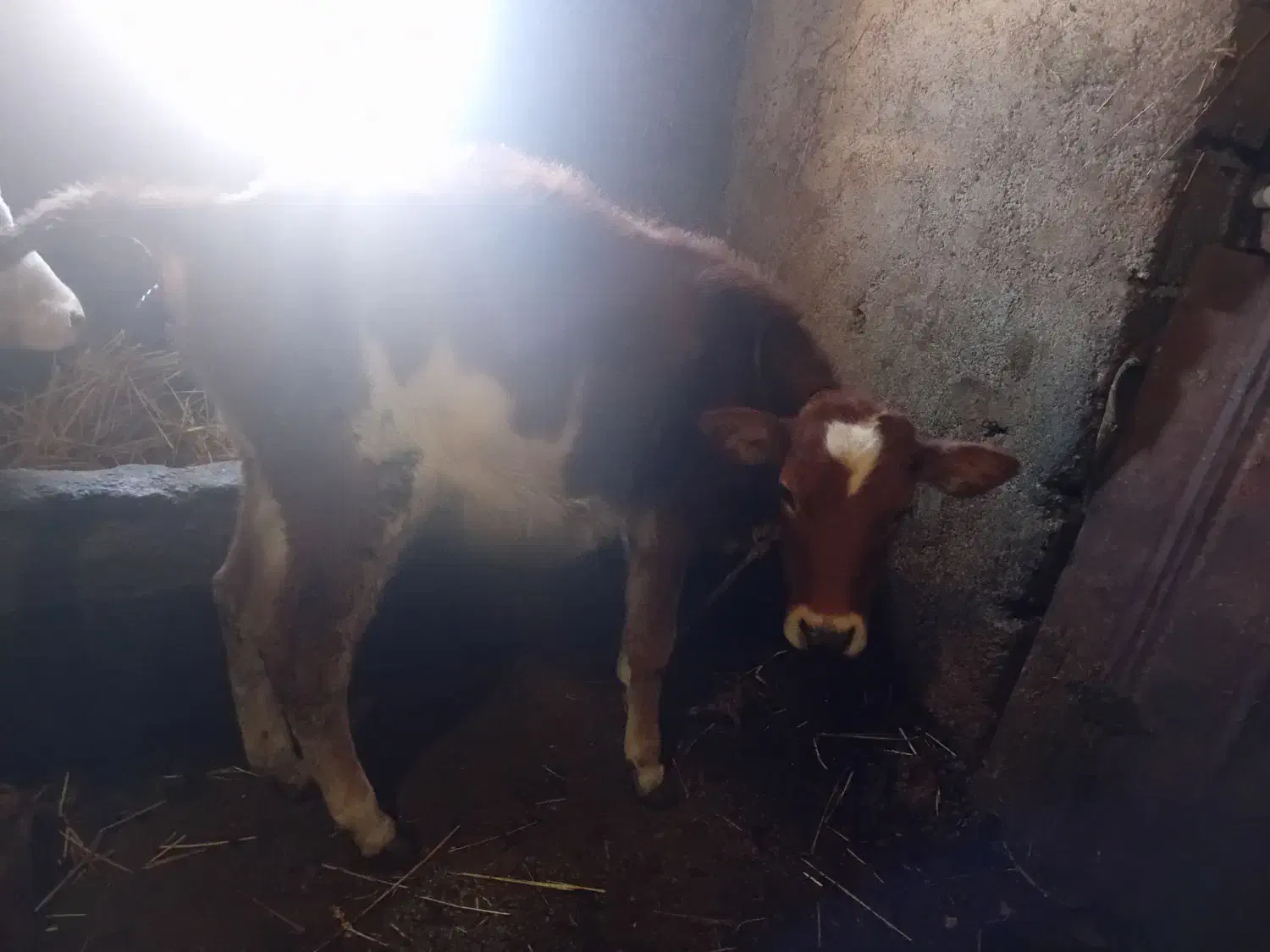 گوساله ماده|حیوانات مزرعه|ویلکیج, |دیوار