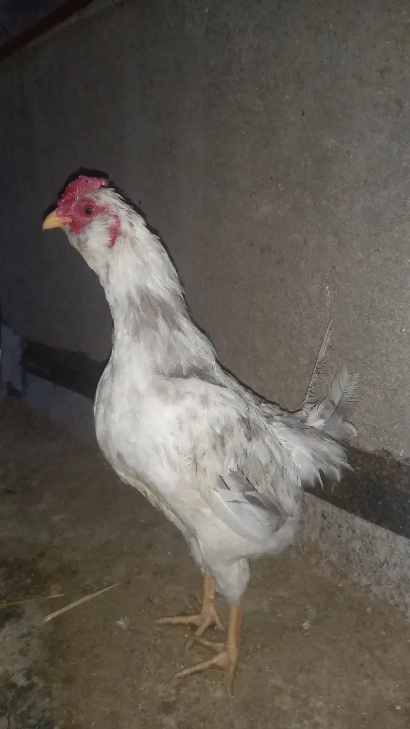 خروس گلین ریشو چهل تاچ طوسی|حیوانات مزرعه|حمیدیا, |دیوار