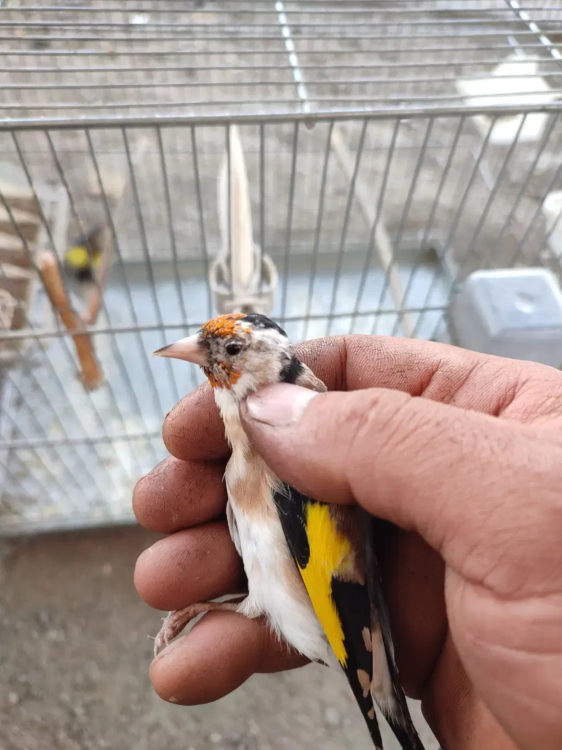 سهره جوجه قفس سال|پرنده|کرمانشاه, |دیوار