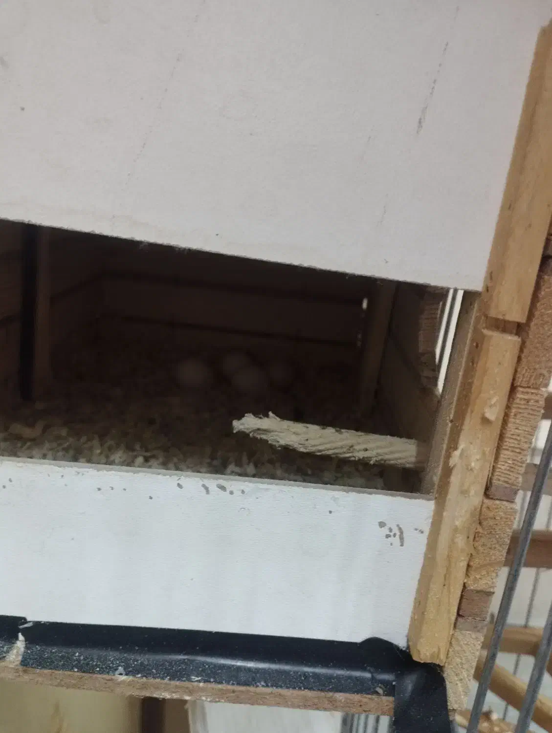 عروس هلندی|پرنده|محمدشهر, شهرک پیام (مهرالبرز)|دیوار