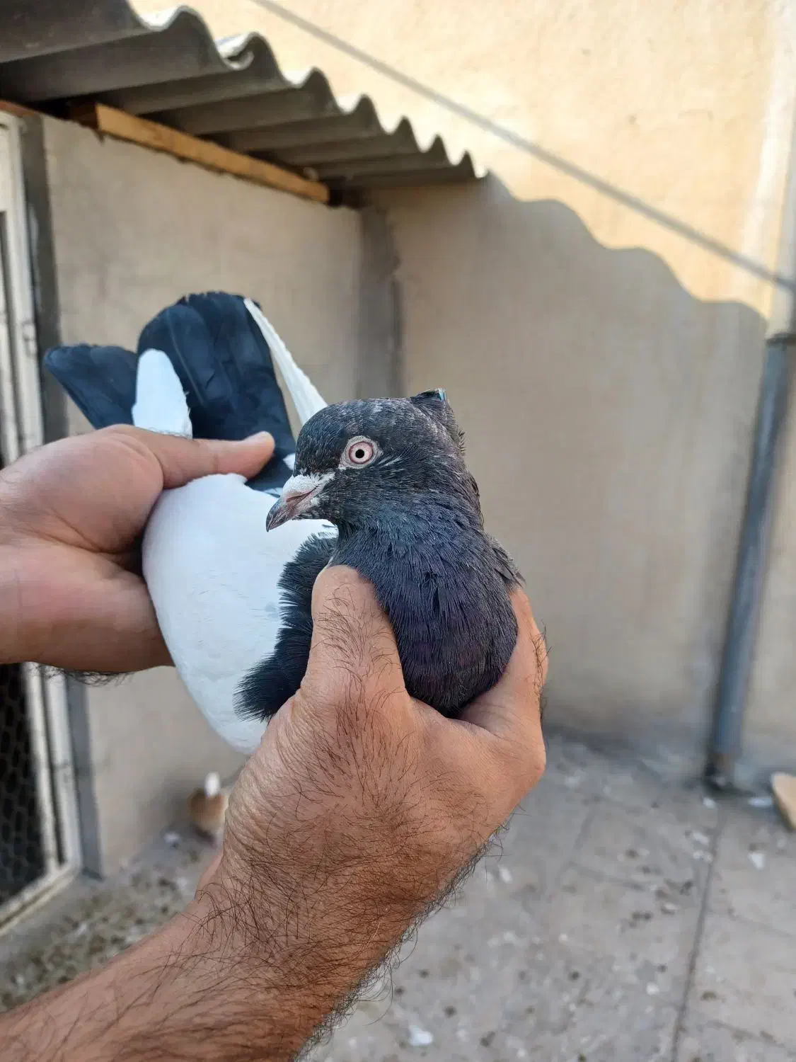 تعدادی کبوتر رنگی کار درست|پرنده|اندیشه, اندیشه فاز ۴|دیوار