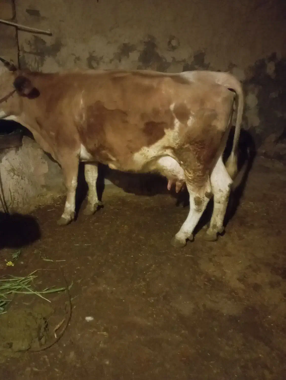 گاو|حیوانات مزرعه|کوهدشت, |دیوار