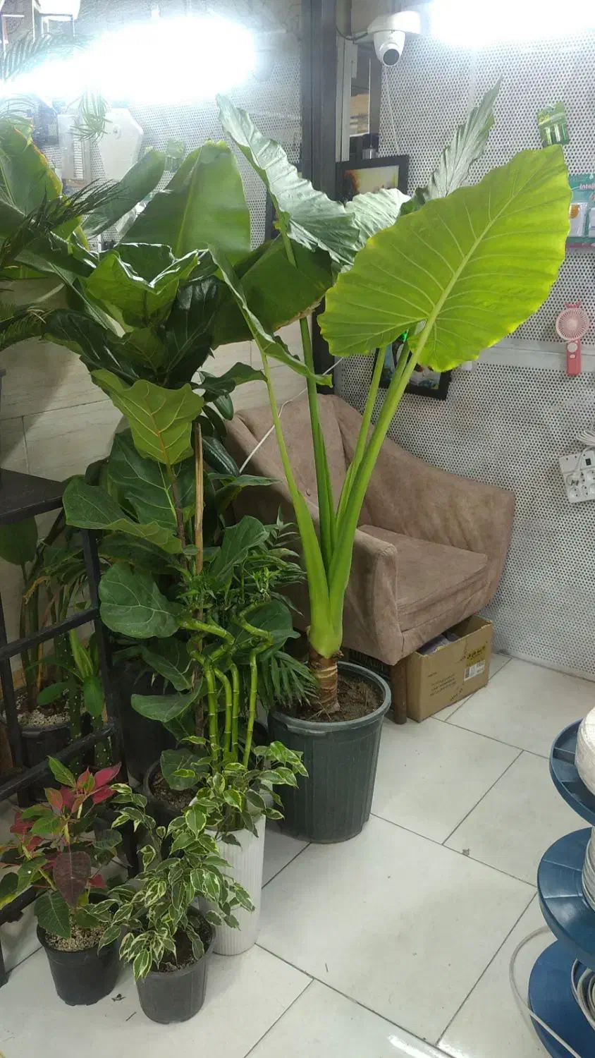 گلدان|گل و گیاه طبیعی|شهریار, شهرک امیریه|دیوار