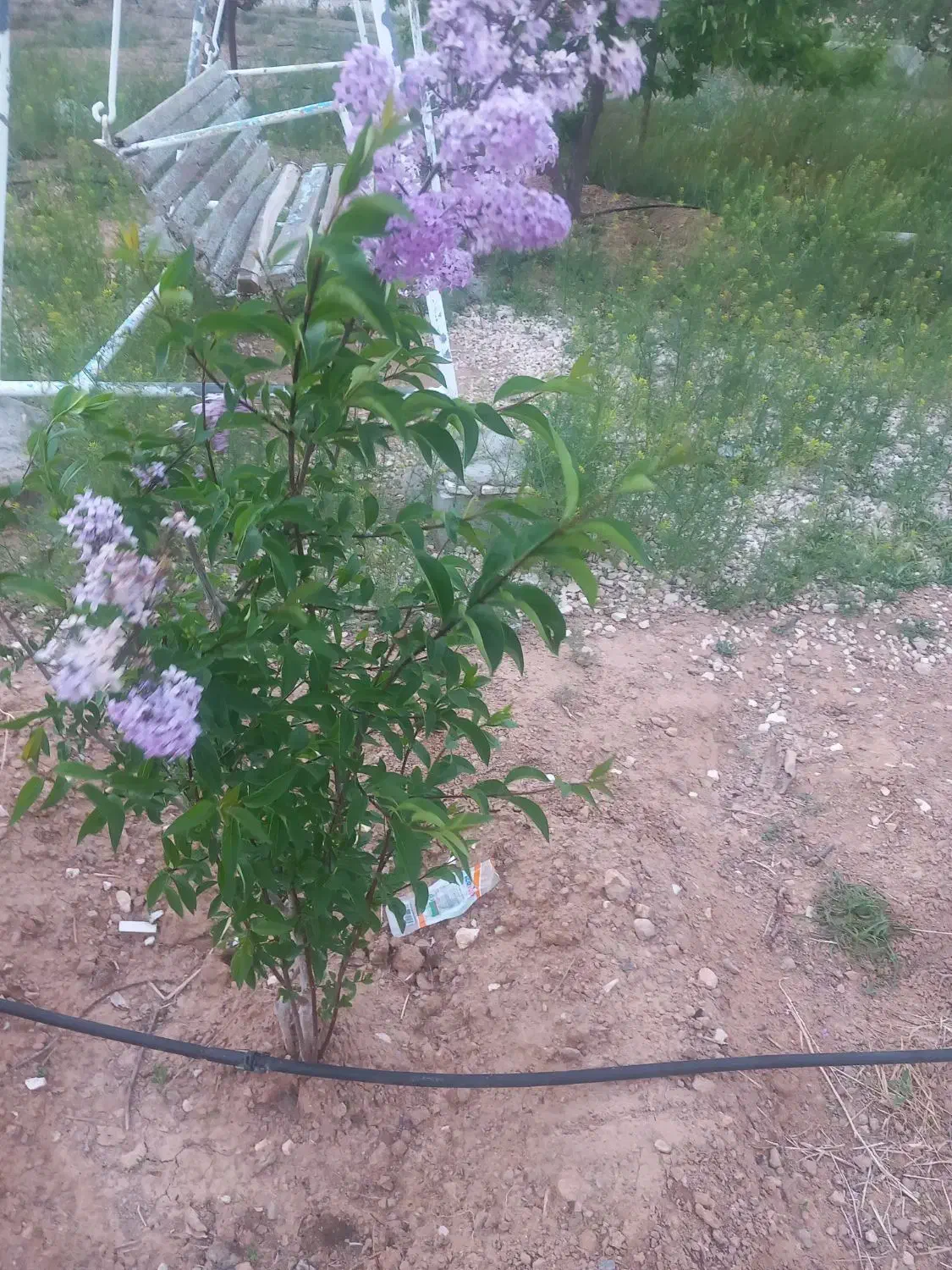 باغ|خدمات باغبانی و درختکاری|آباده, |دیوار