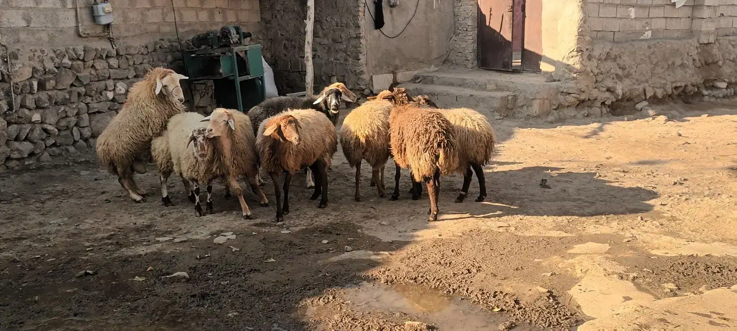 شش عدد گوسفند جوان چفتی ۳۴ملیون|حیوانات مزرعه|هوراند, |دیوار