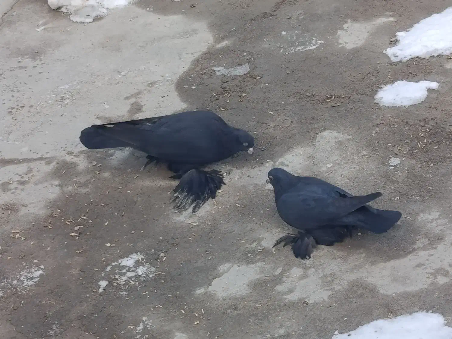 کبوتر|پرنده|تبریز, |دیوار