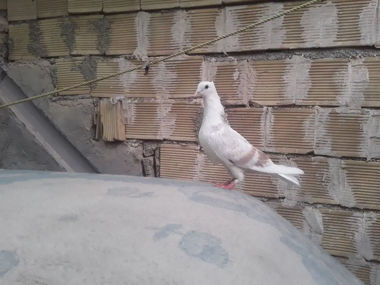 دوکت|پرنده|بندر ماهشهر, |دیوار