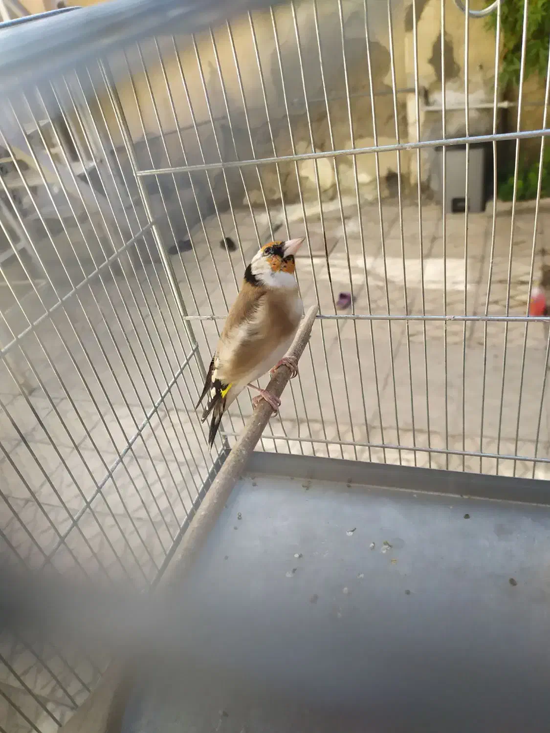 زاده قفس دهن دار درجه یک|پرنده|کرمانشاه, |دیوار