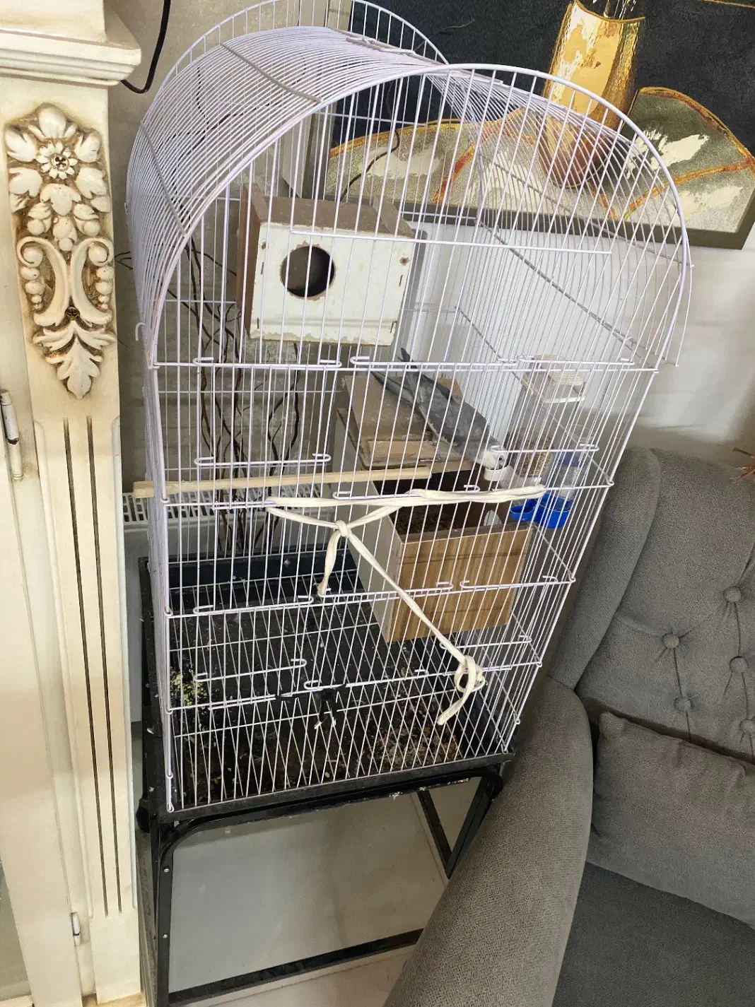 عروس هلندی|پرنده|مشهد, یاس|دیوار