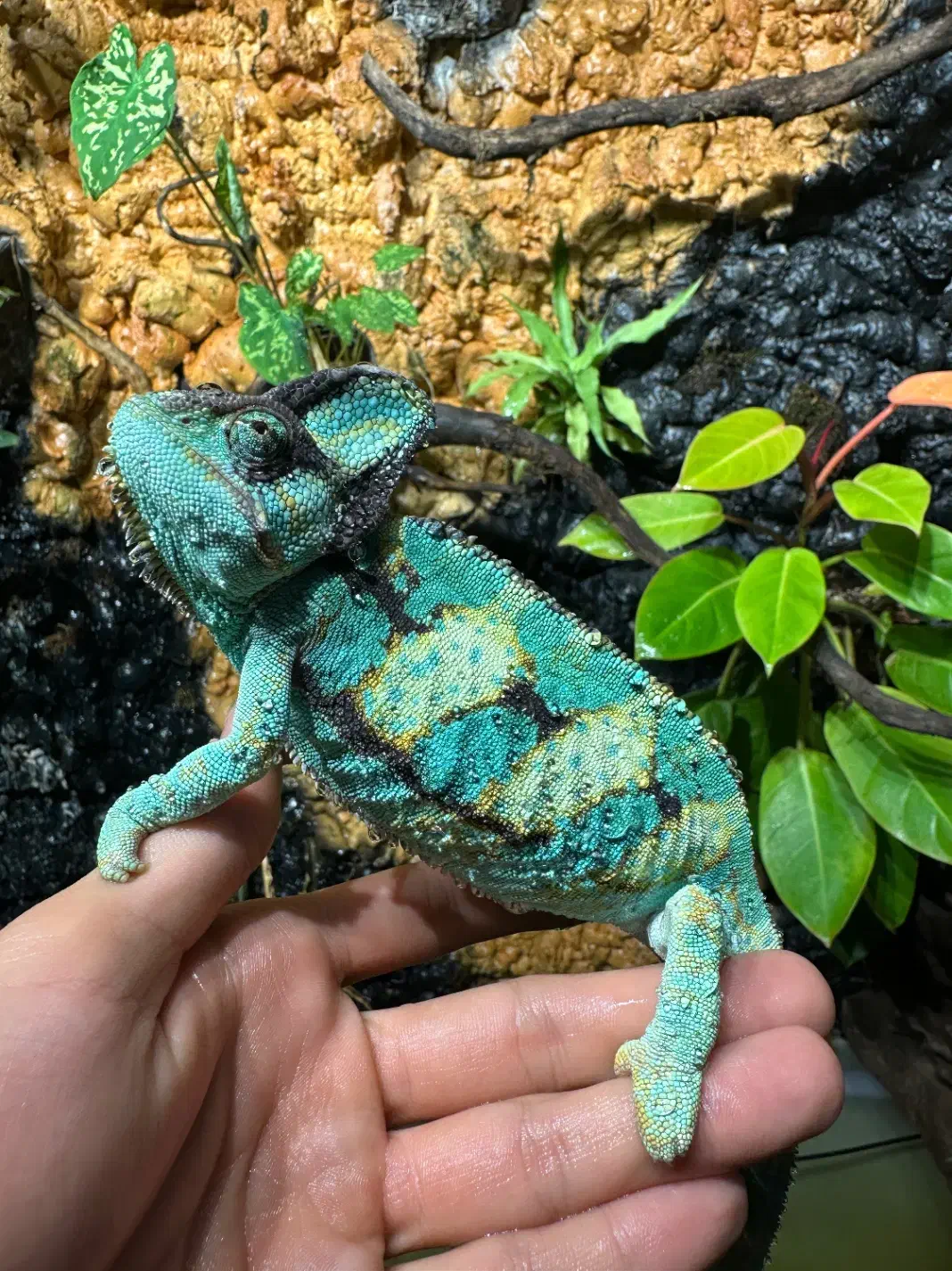 کملیون|خزنده|تهران, قلهک|دیوار