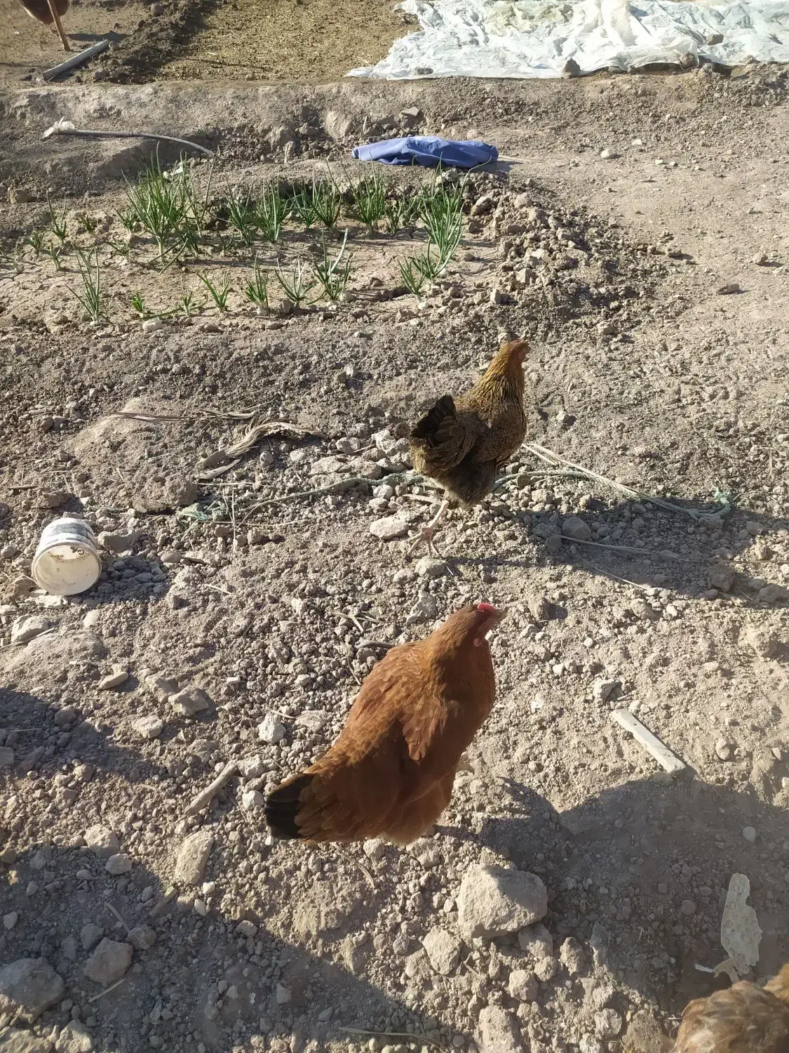 مرغ وخروس|حیوانات مزرعه|داراب, |دیوار