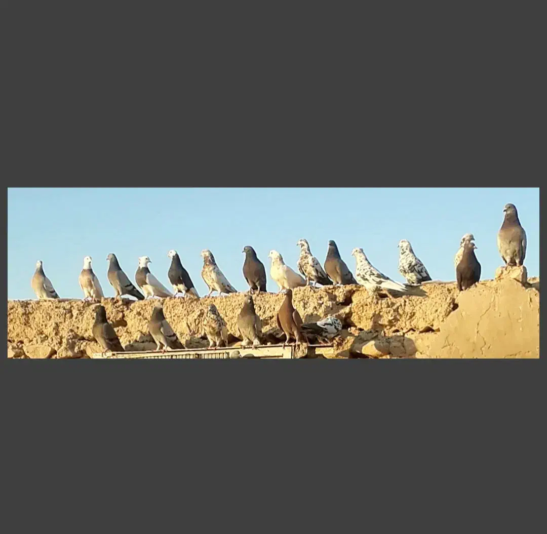 دورگ، طوقی،صداداروکاشانی،عربی،ترکاش|پرنده|مسجد سلیمان, |دیوار