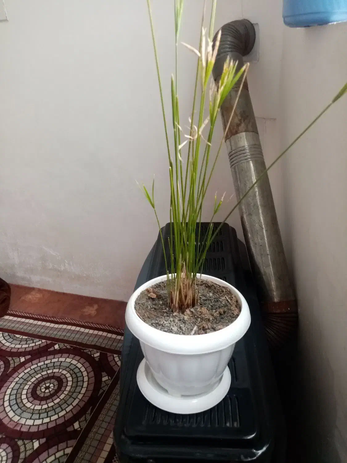 گل با گلدان|گل و گیاه طبیعی|تربت‌حیدریه, منظر|دیوار