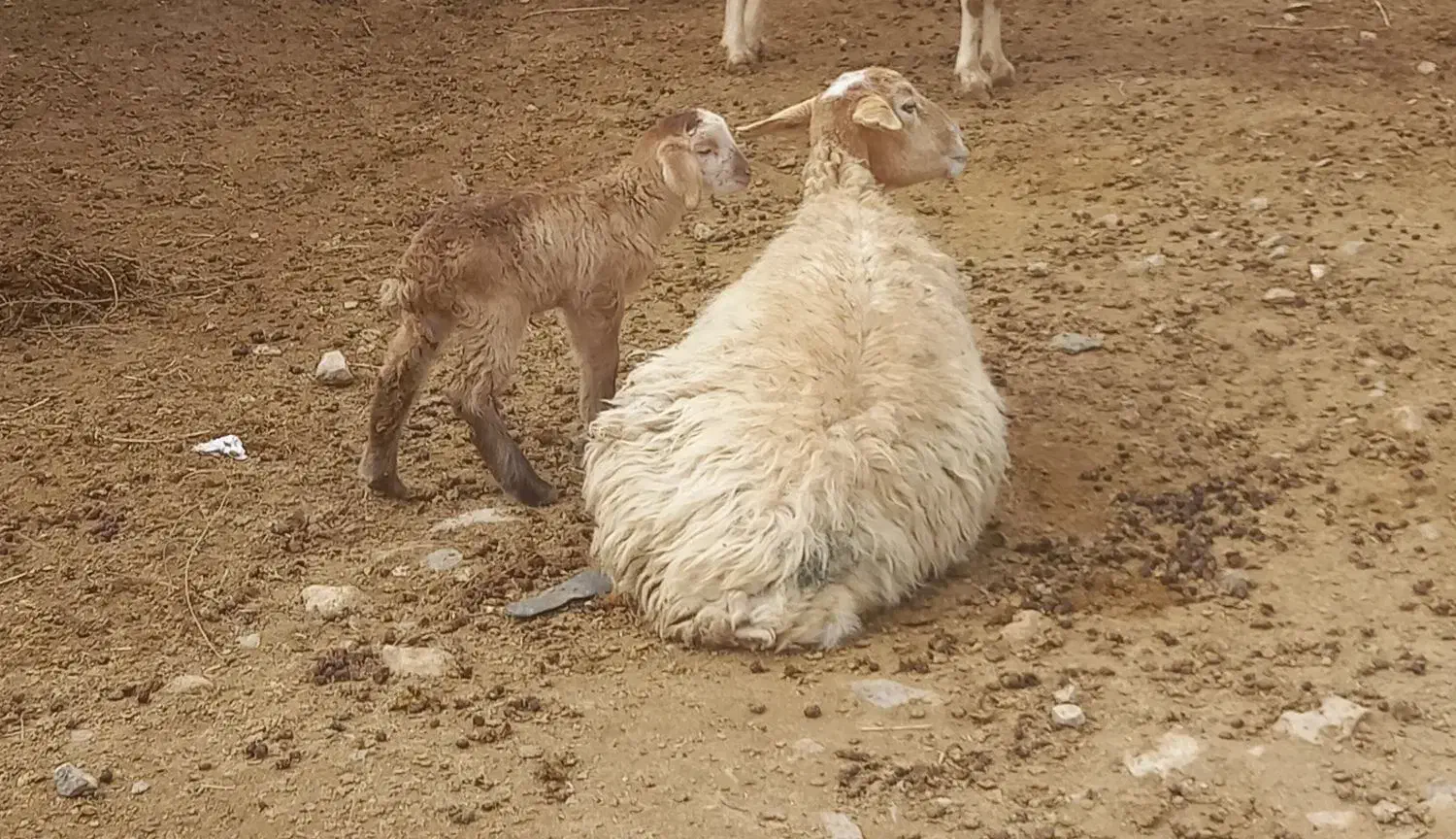 میش و بره|حیوانات مزرعه|بجنورد, |دیوار