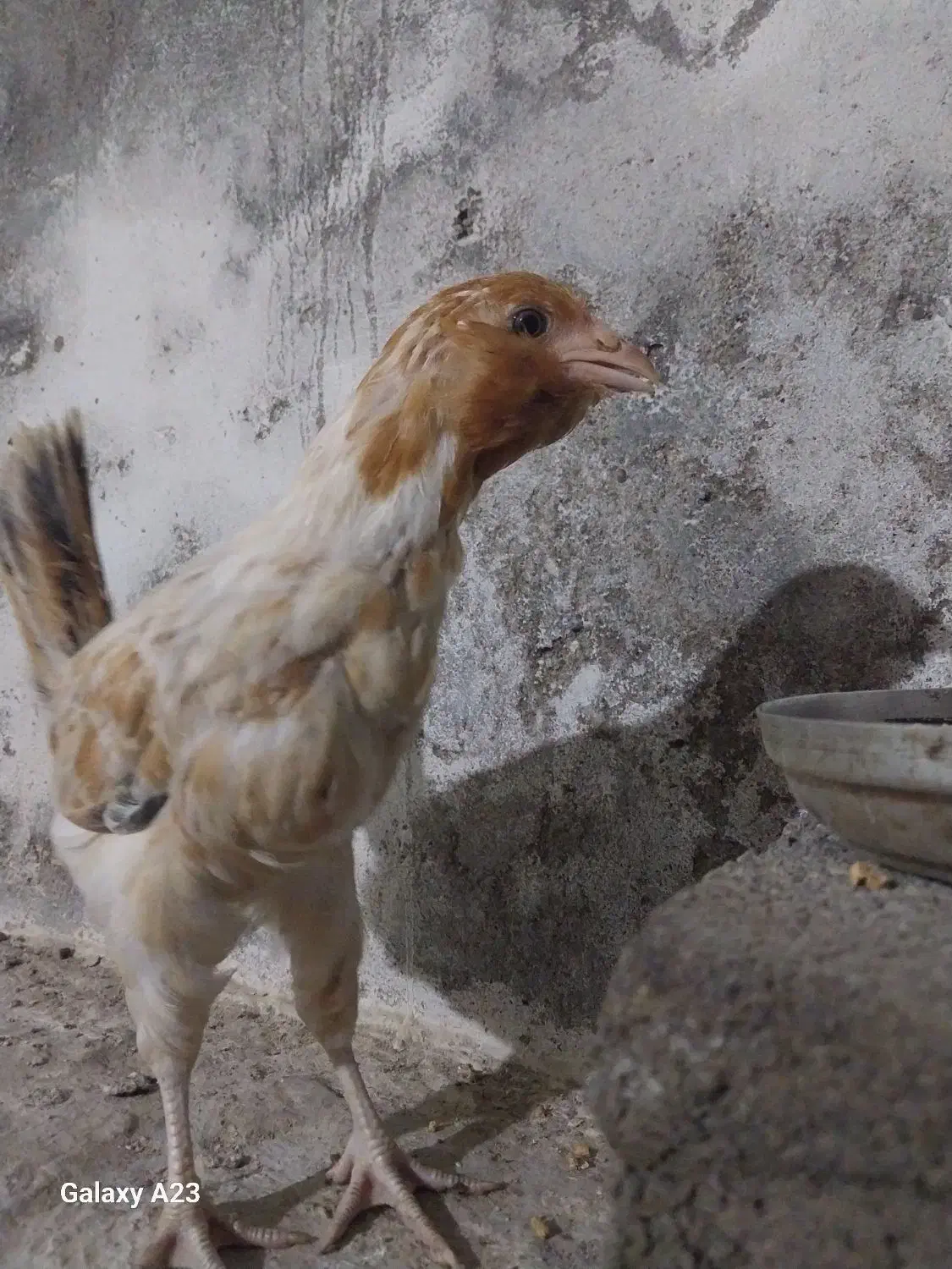 88عدد جوجه نژاددار درهم برهما گلین آمرکانا لاری|حیوانات مزرعه|آمل, |دیوار