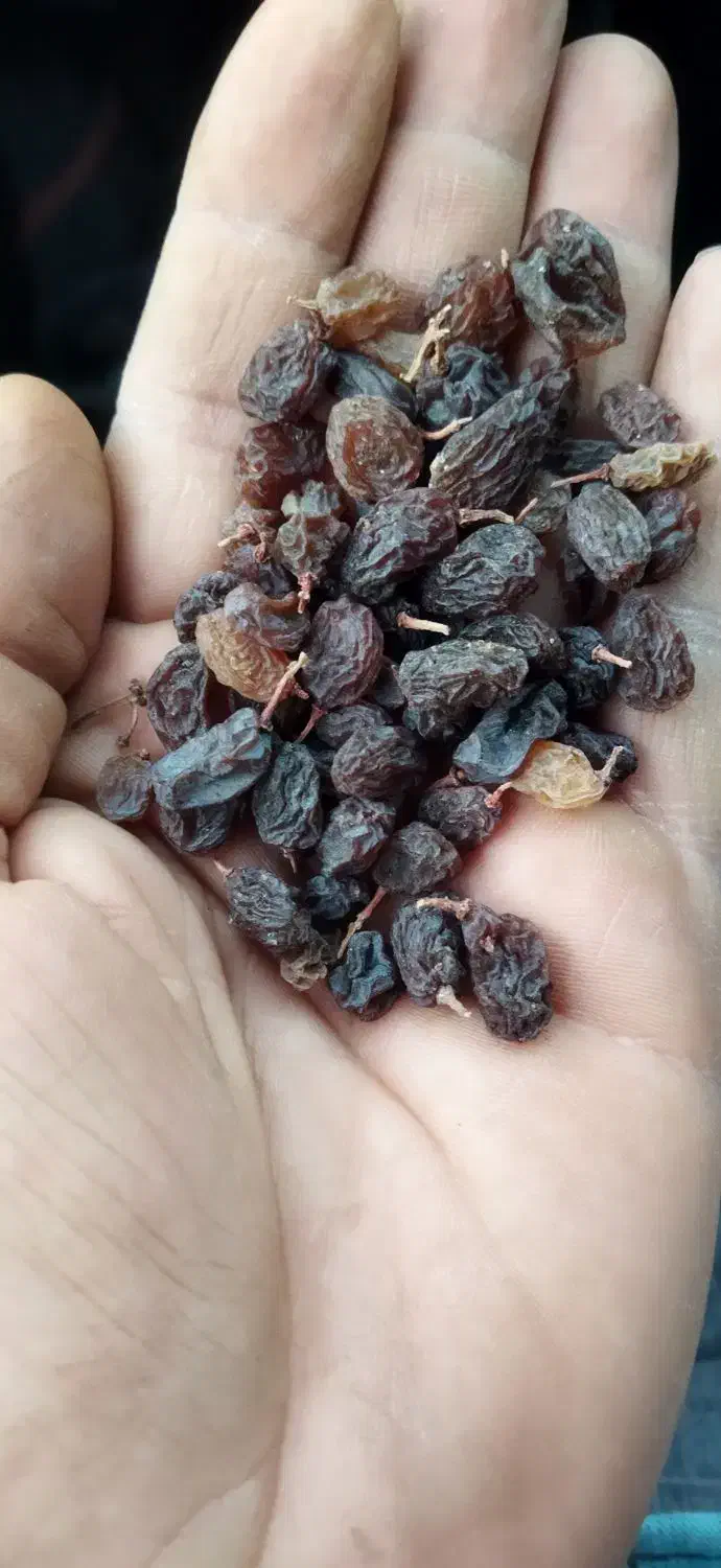 کشمش طبیعی|خوردنی و آشامیدنی|نوشین شهر, |دیوار