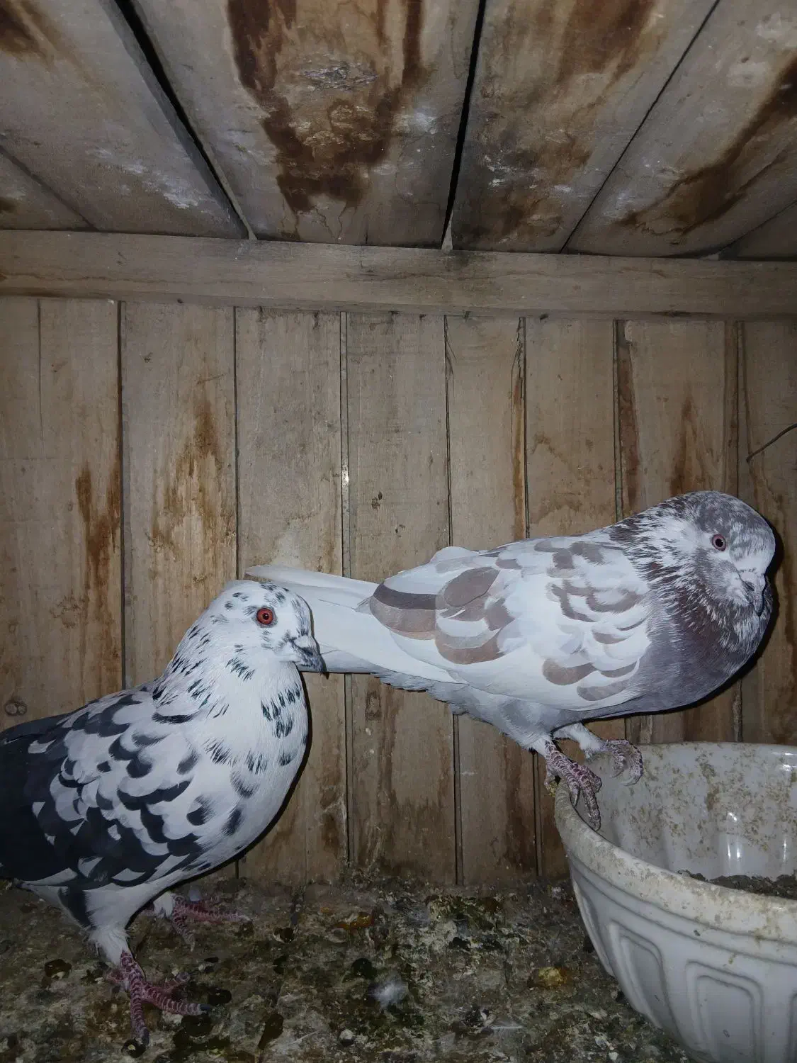 کفتر،کبوتر،پرنده|پرنده|قم, نخودی|دیوار