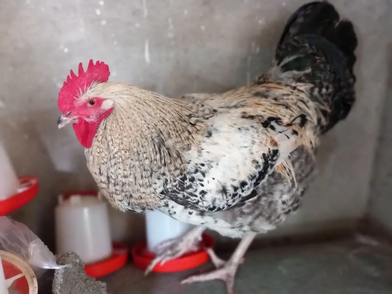 خروس سرحال بالغ دورگه|حیوانات مزرعه|فریدون‌کنار, |دیوار