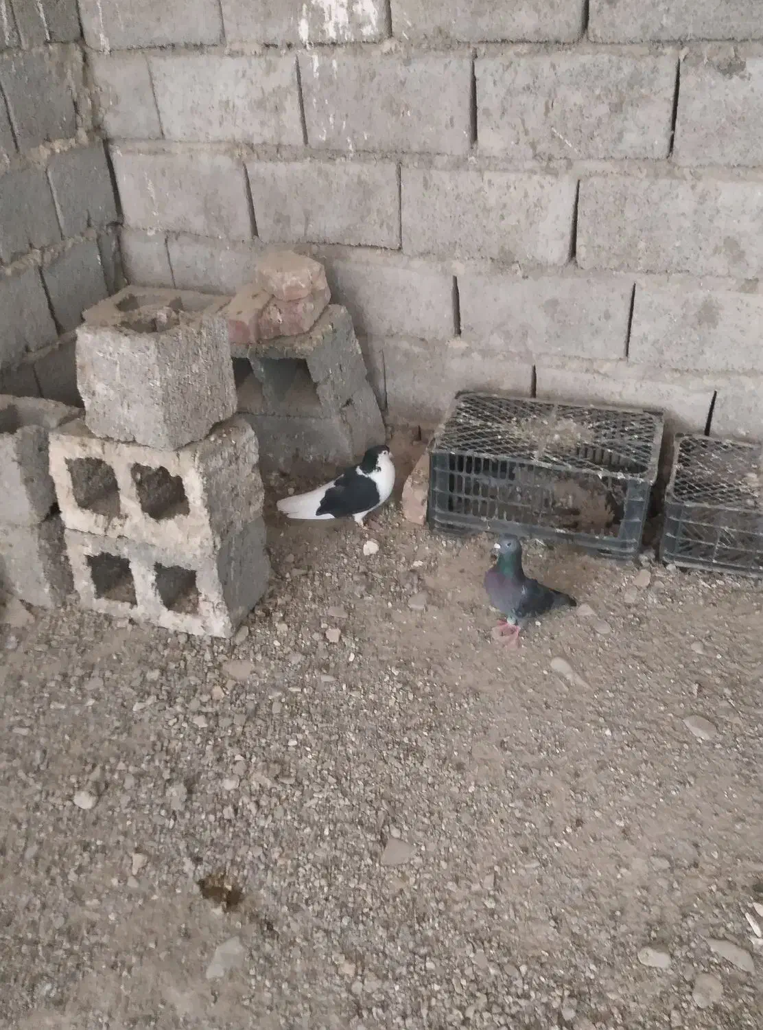 کفتر سرخ نر|پرنده|سراوان, |دیوار