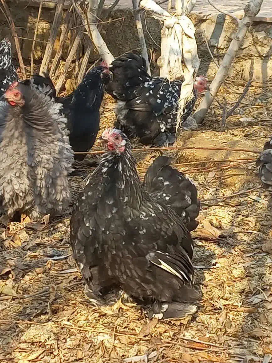 تخم نطفه دار کوشین و ابریشمی|حیوانات مزرعه|خمینیشهر, |دیوار