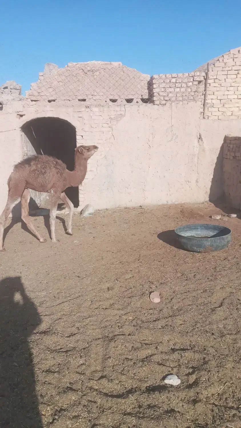 هاشی نر|حیوانات مزرعه|سرایان, |دیوار