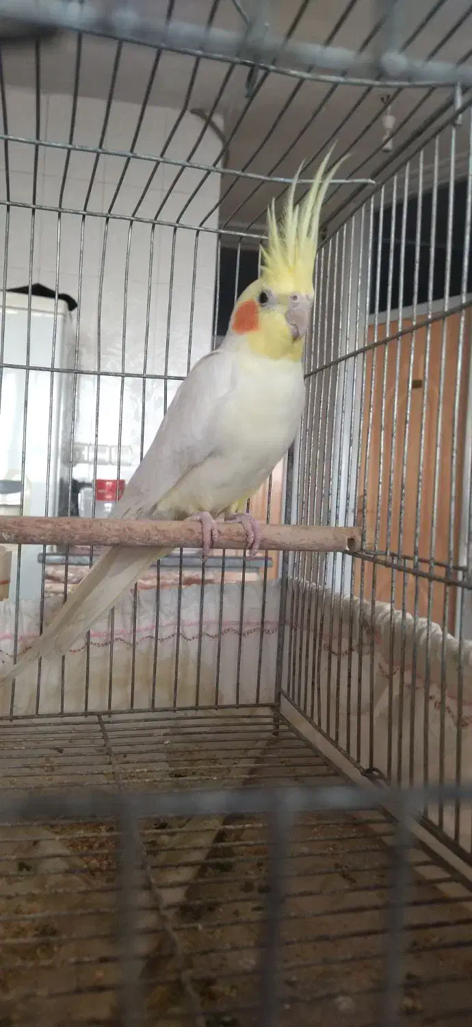 عروس هلندی نر|پرنده|شهرکرد, |دیوار