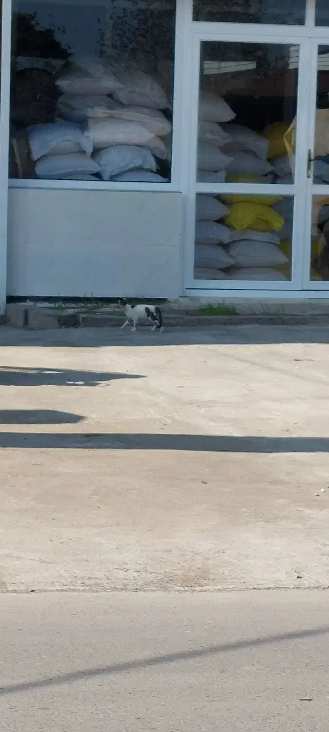 واگذاری گربه dsh رایگان|گربه|چاف و چمخاله, |دیوار