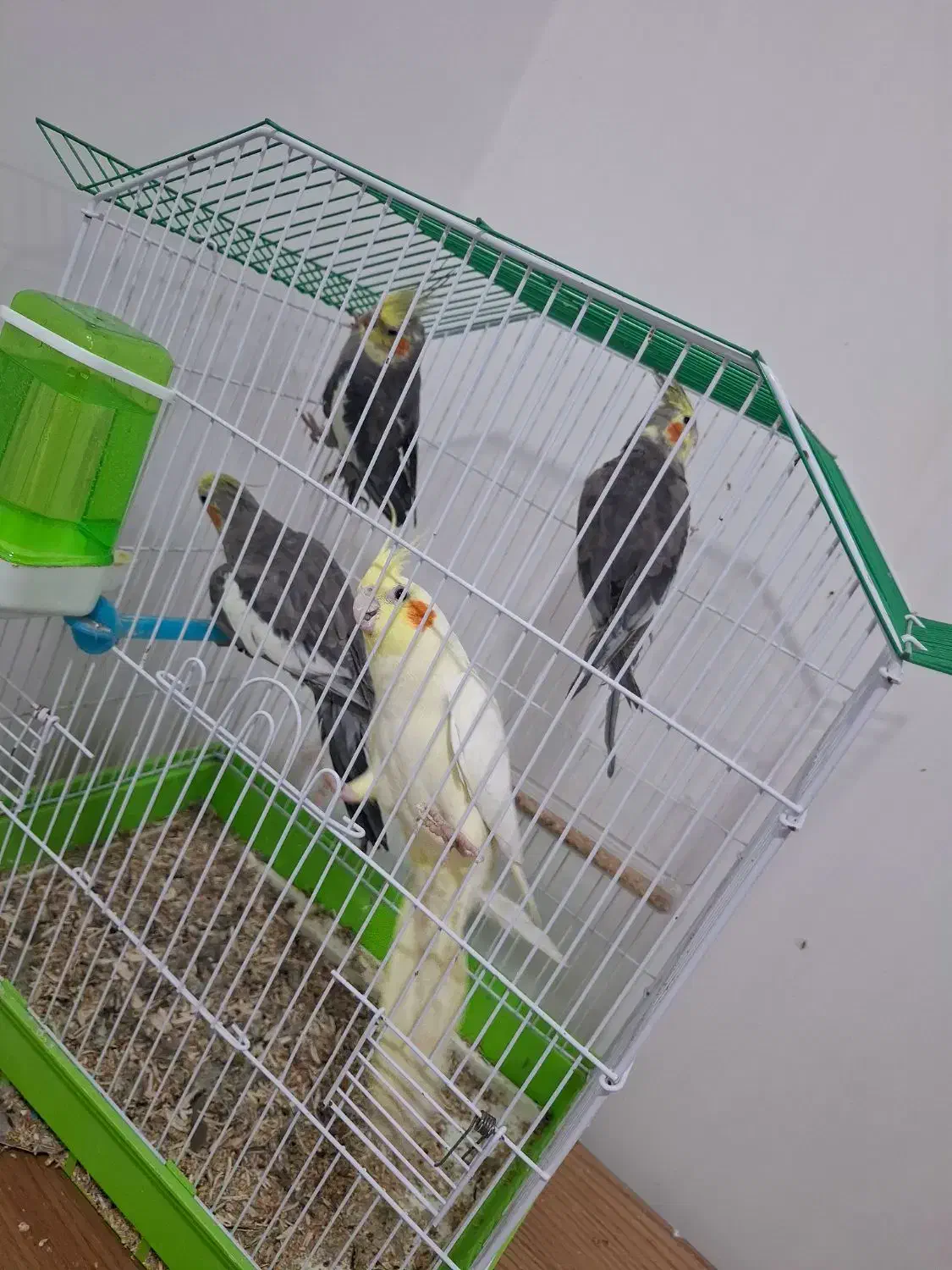 عروس هلندی|پرنده|خرمشهر, |دیوار