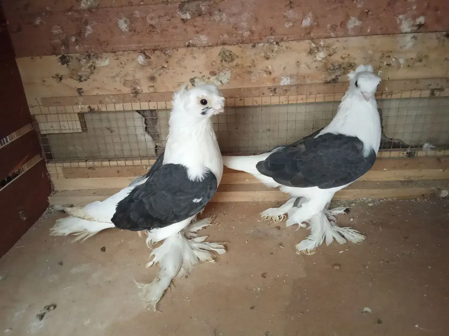 کبوتر ازبک|پرنده|یزد, |دیوار