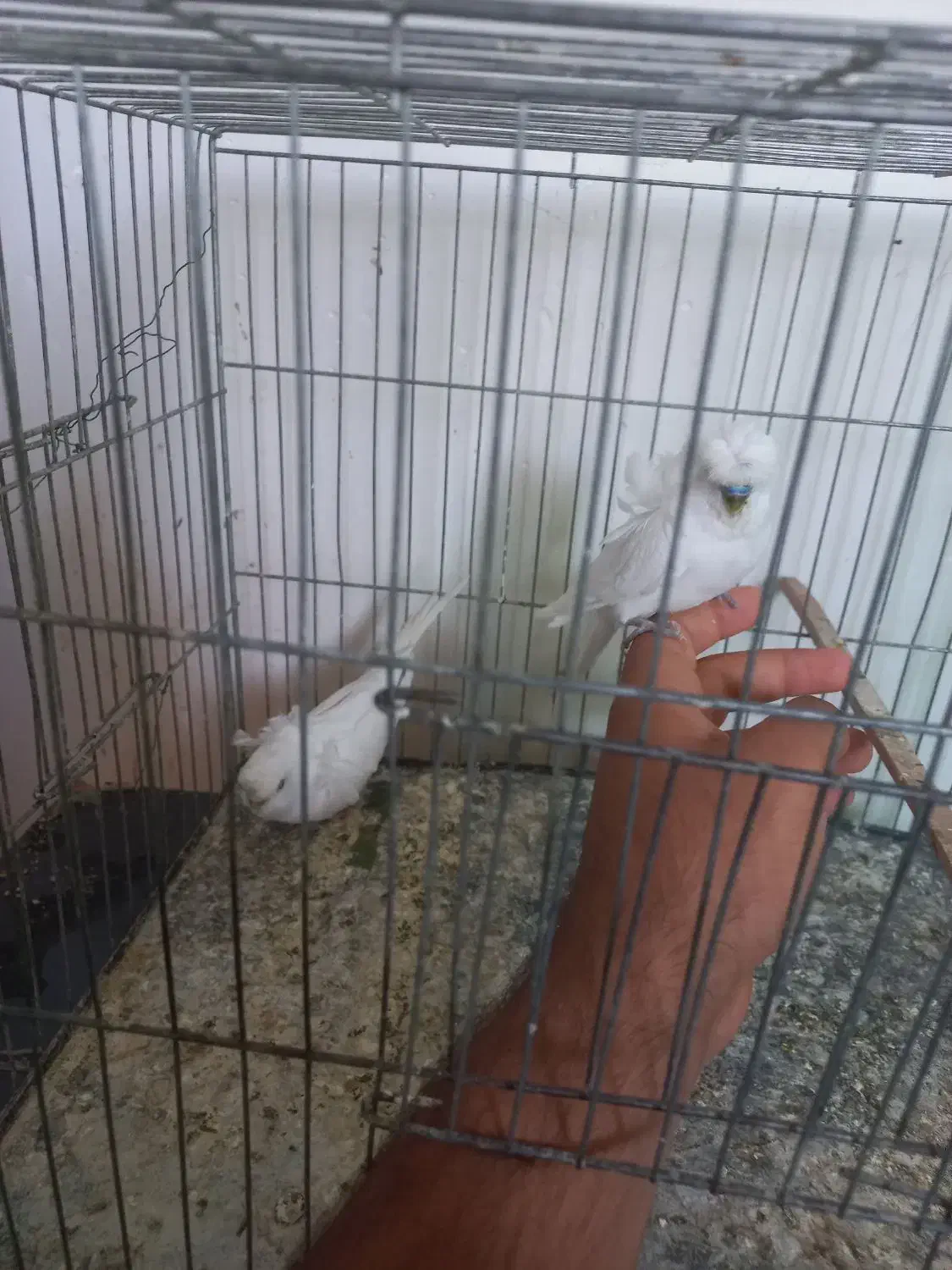 پروانه ای اشتی|پرنده|بندرعباس, |دیوار