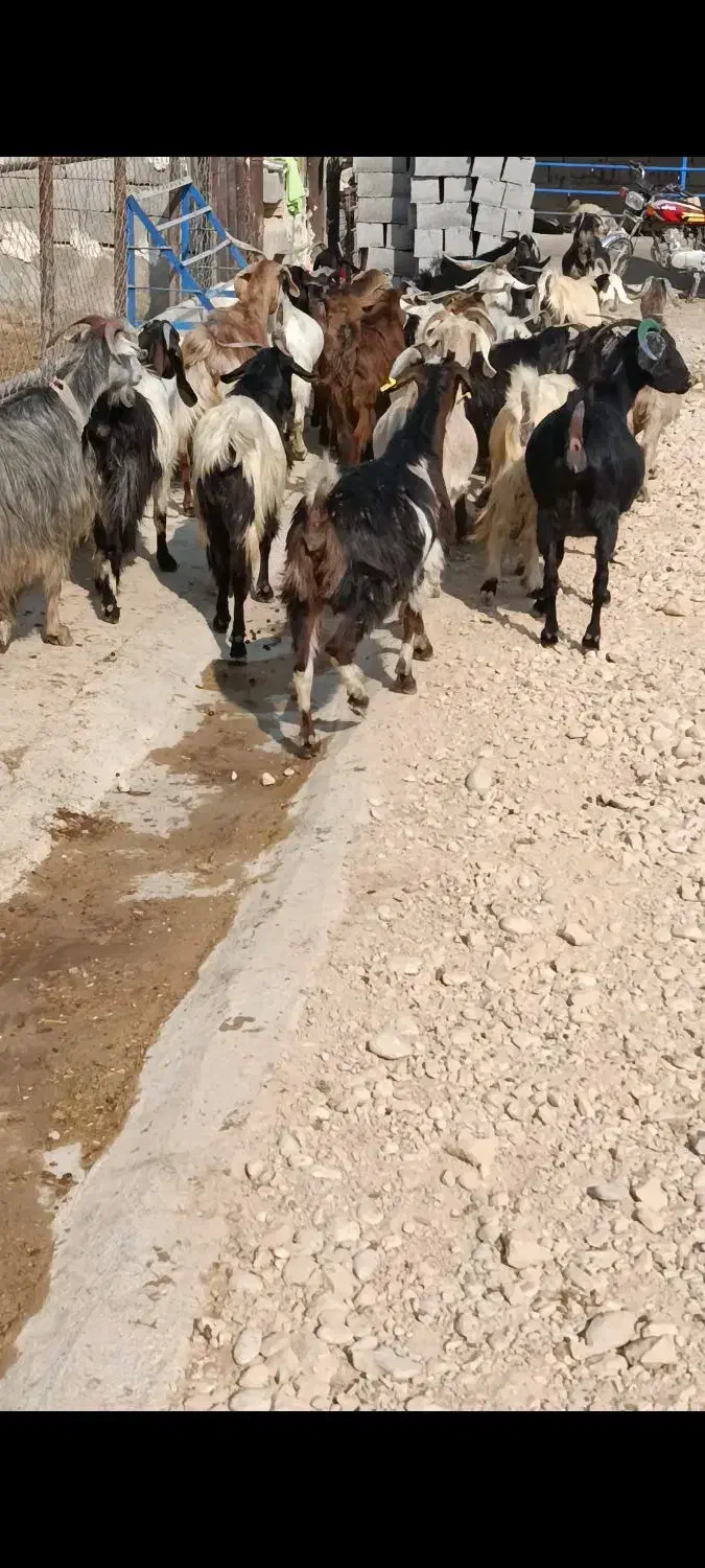 سی بز ابستن|حیوانات مزرعه|بهبهان, |دیوار