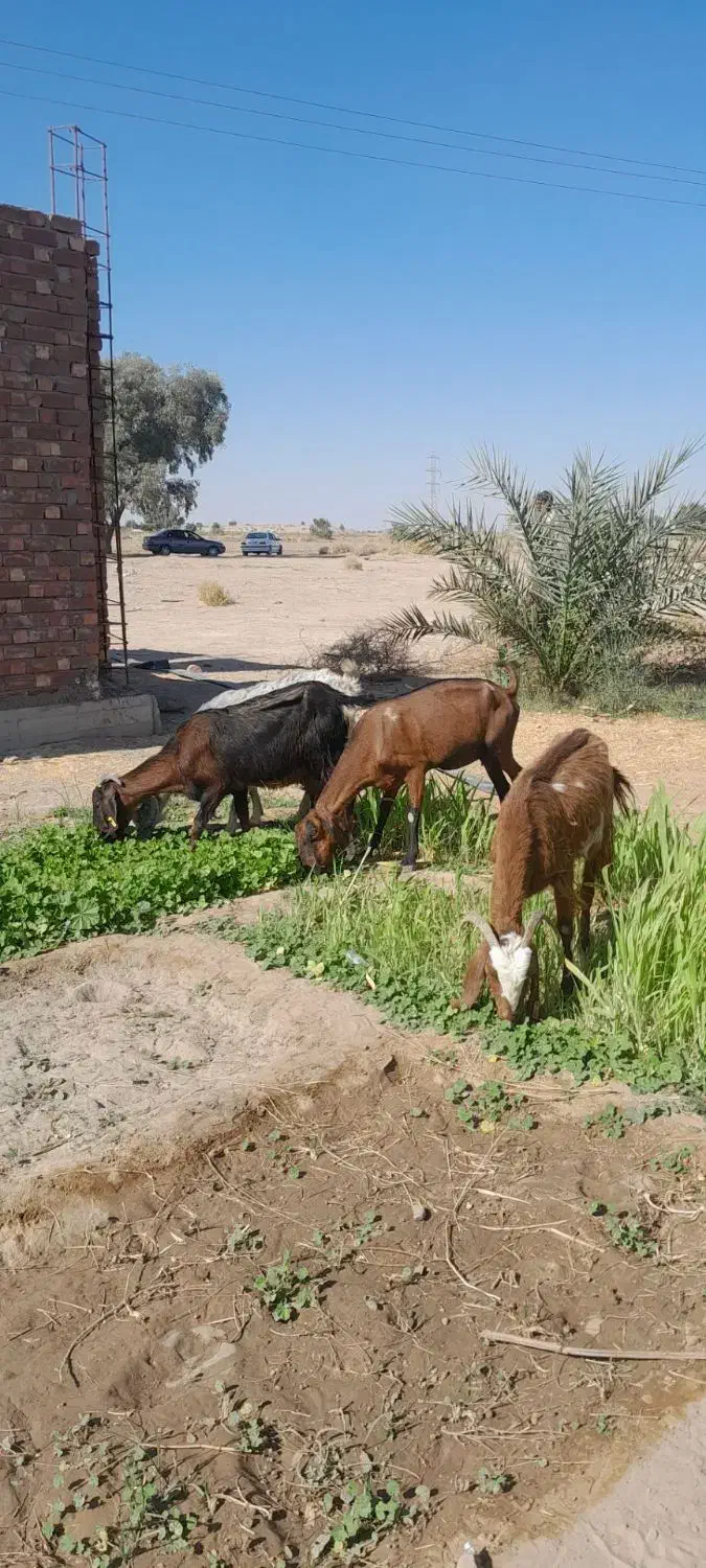 بز ابستن|حیوانات مزرعه|جیرفت, |دیوار