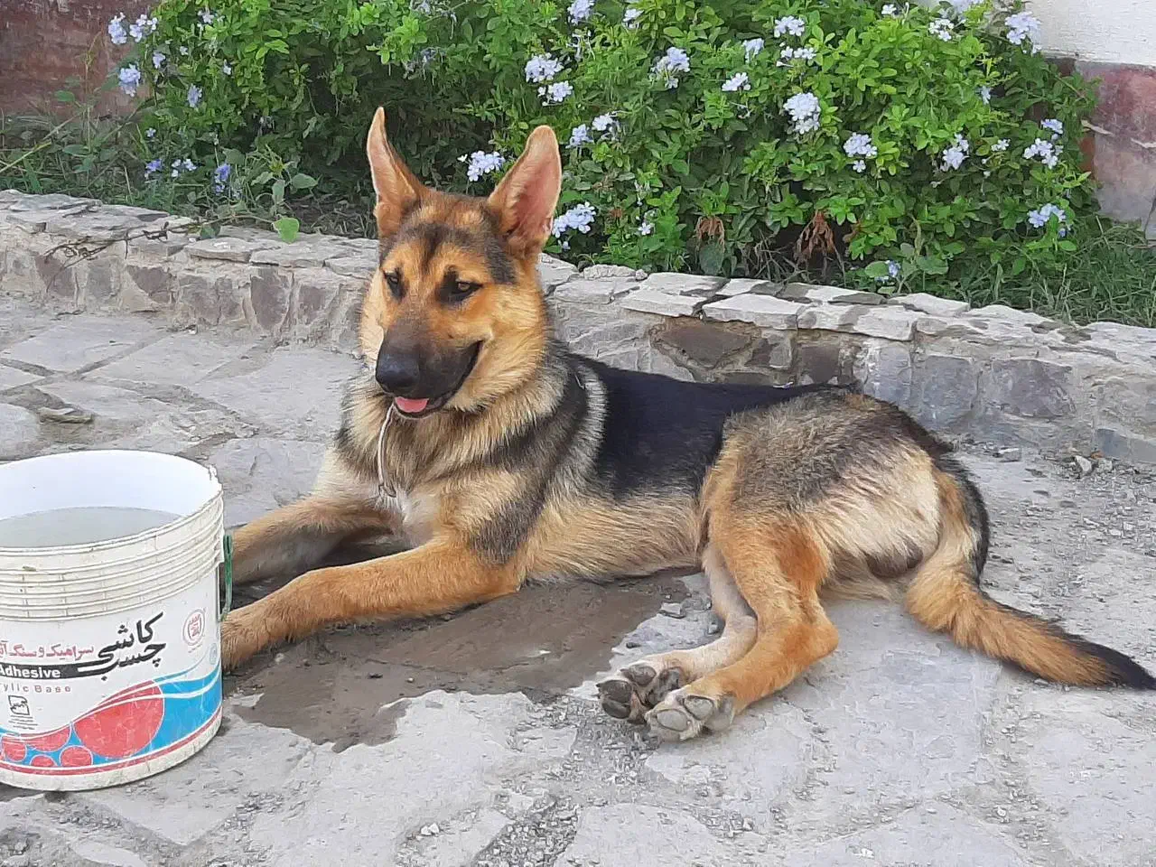 سگ ژرمن گمشده|حیوانات|گرگان, |دیوار