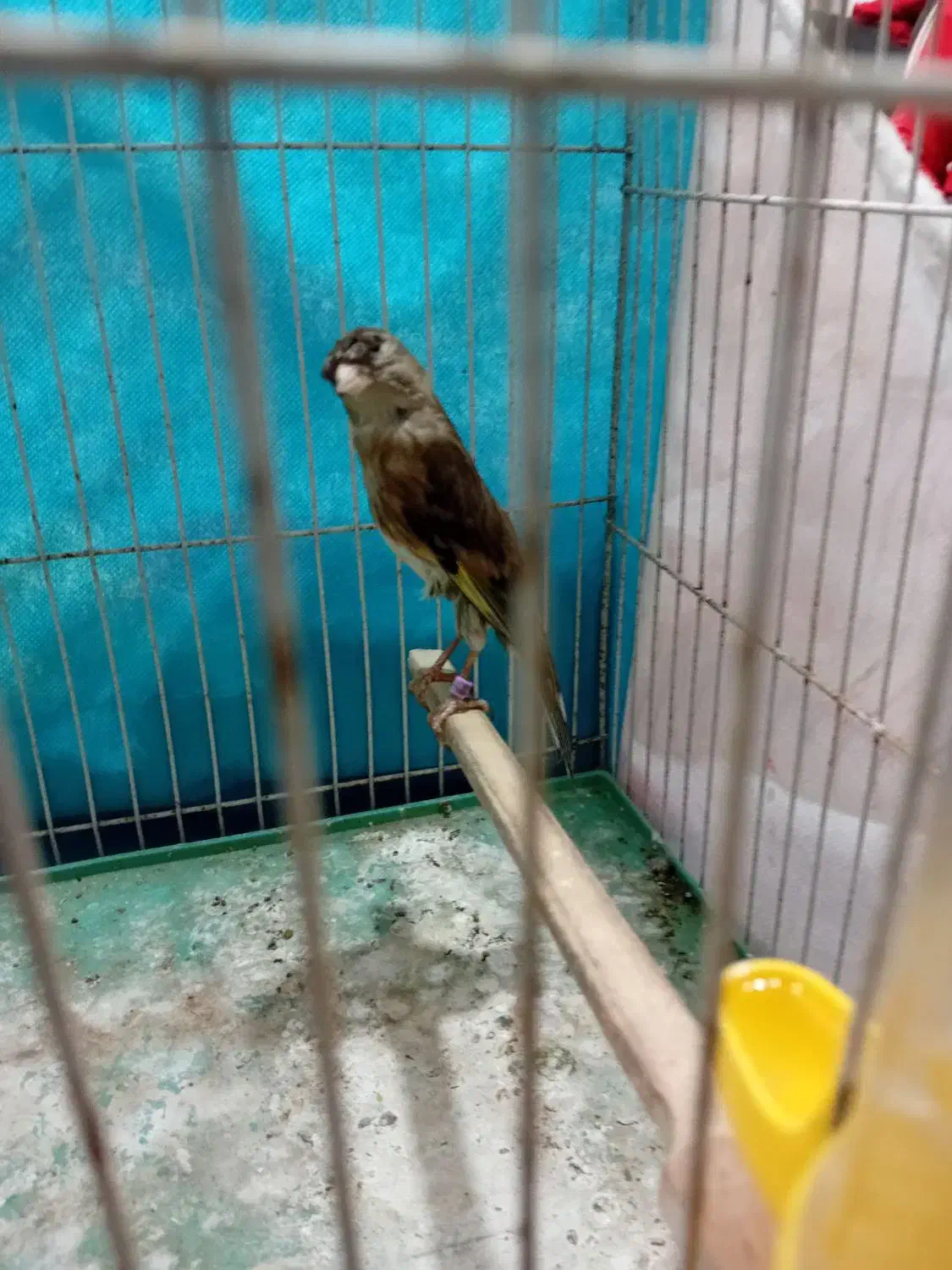 سهره قناری چهارگل جفتی قناری مستخون|پرنده|مشهد, حضرت حجت|دیوار