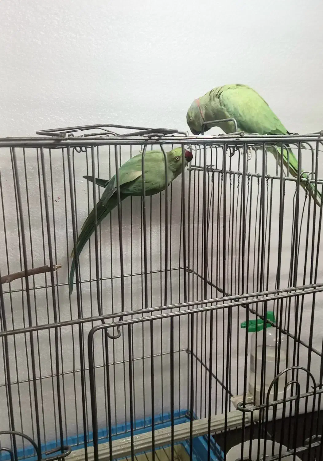 طوطی ملنگو عروس برزیلی گرینچیک شاه طوطی|پرنده|چهاردانگه (تهران), |دیوار