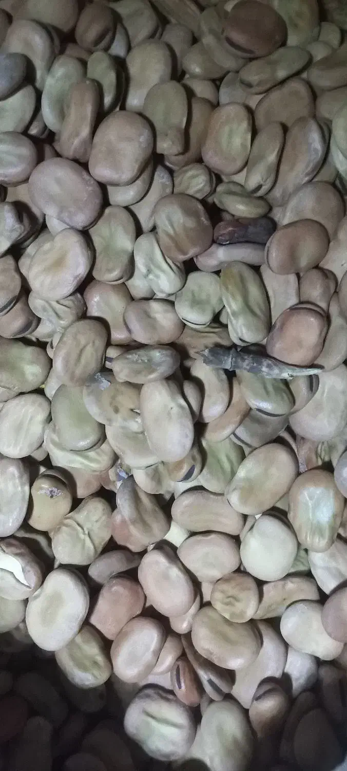 بذر باقلا هیستال نمونه.هشت بند..|خدمات باغبانی و درختکاری|علیآباد کتول, |دیوار