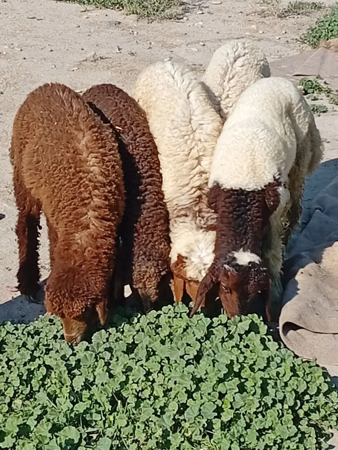 بره|حیوانات مزرعه|اهواز, زوویه ۲|دیوار