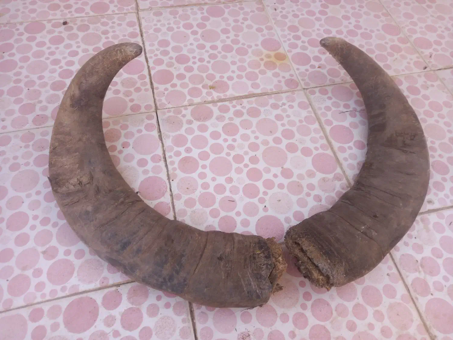 شاخ دکوراسیون جلوی چشم|کلکسیون اشیاء عتیقه|اهواز, پردیس|دیوار