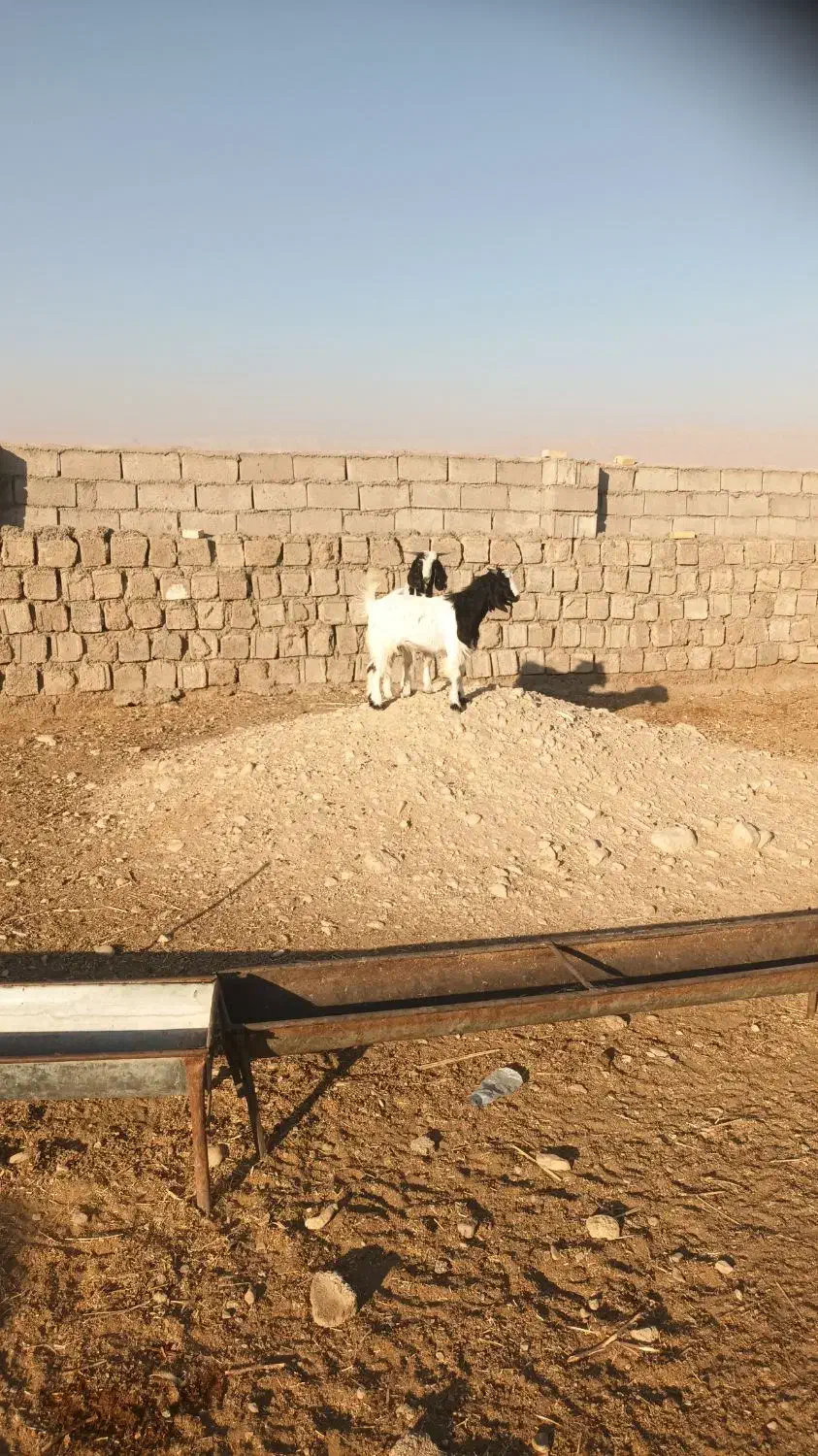 بزغاله|حیوانات مزرعه|دهلران, |دیوار