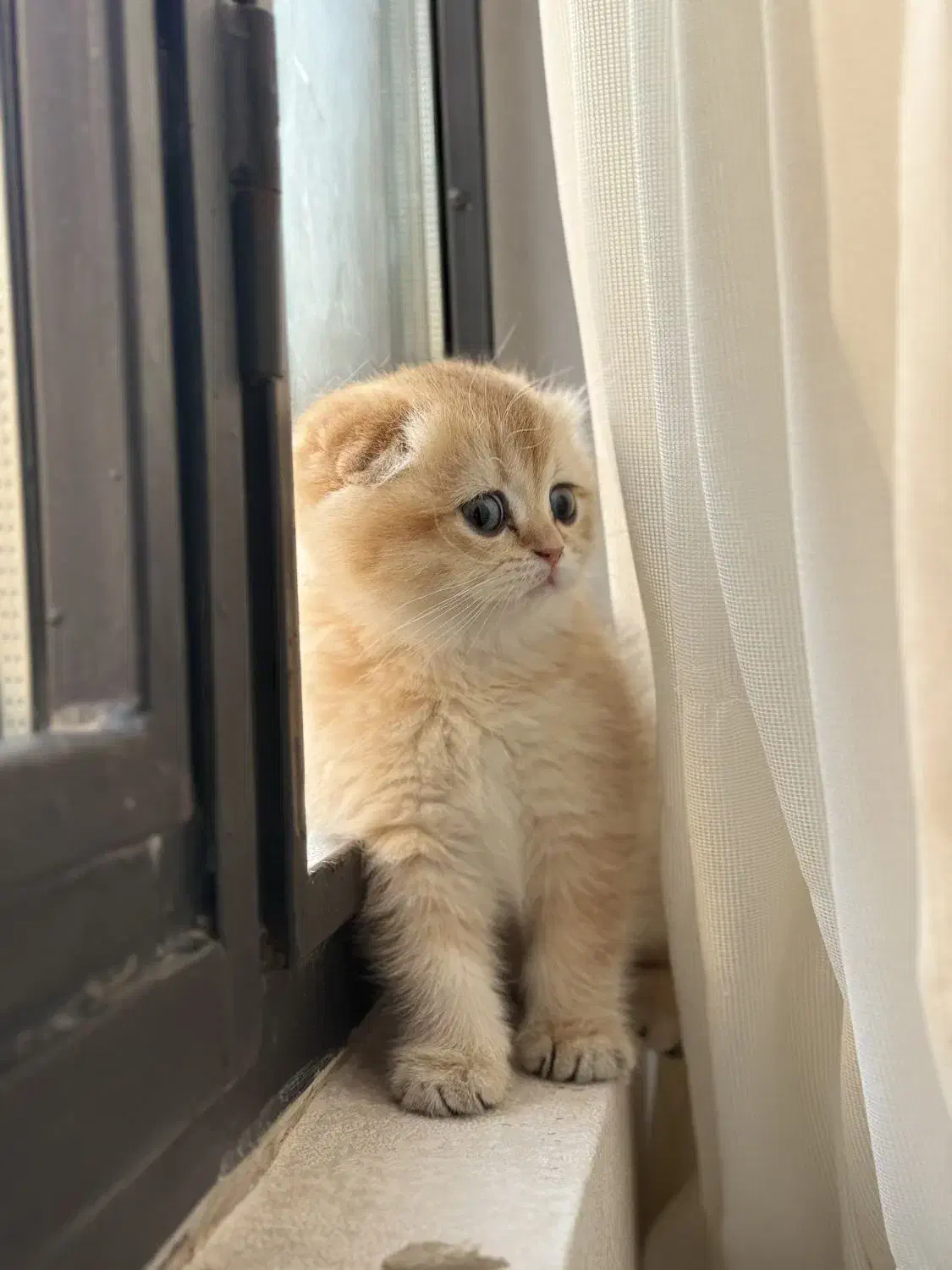 گربه اسکاتیش|گربه|تهران, آرارات|دیوار