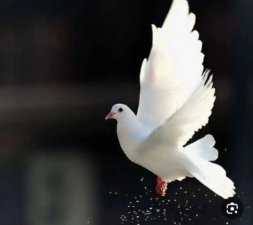 کفتر گمشده زیر کت آبی|حیوانات|قم, شهرک فاطمیه|دیوار