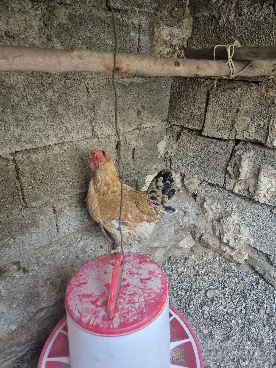 مرغ لری|حیوانات مزرعه|مسجد سلیمان, |دیوار