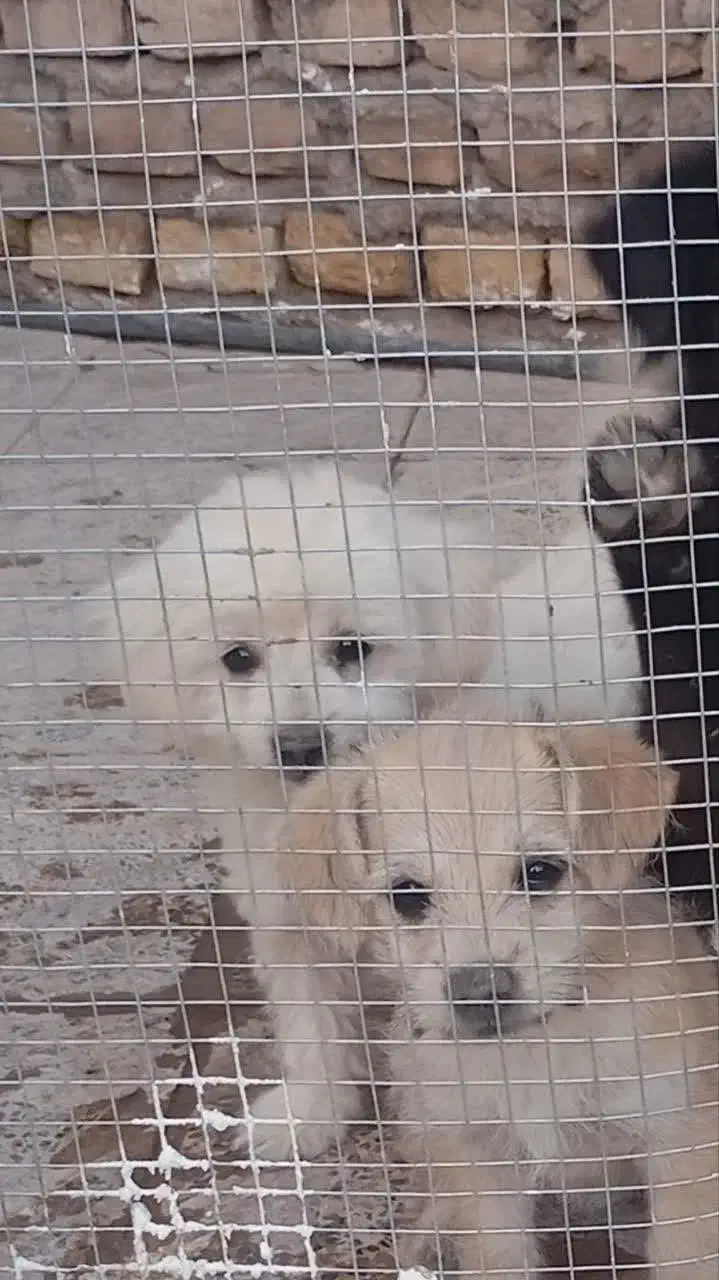 حیوانات|سگ|بم, |دیوار