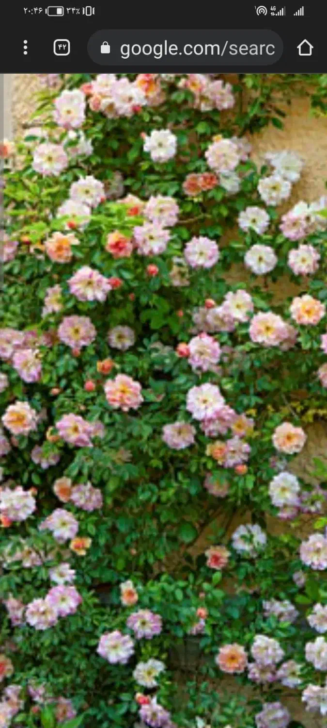 سمپاشی وهرس درختها وگولهاوسمپاشی خانهایمسکونیوت|خدمات باغبانی و درختکاری|سبزوار, توحیدشهر|دیوار