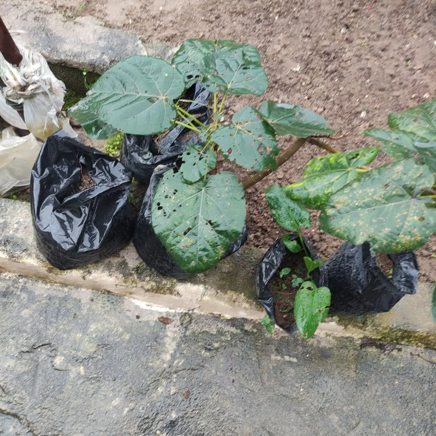 پائولونیا|گل و گیاه طبیعی|شیرگاه, |دیوار