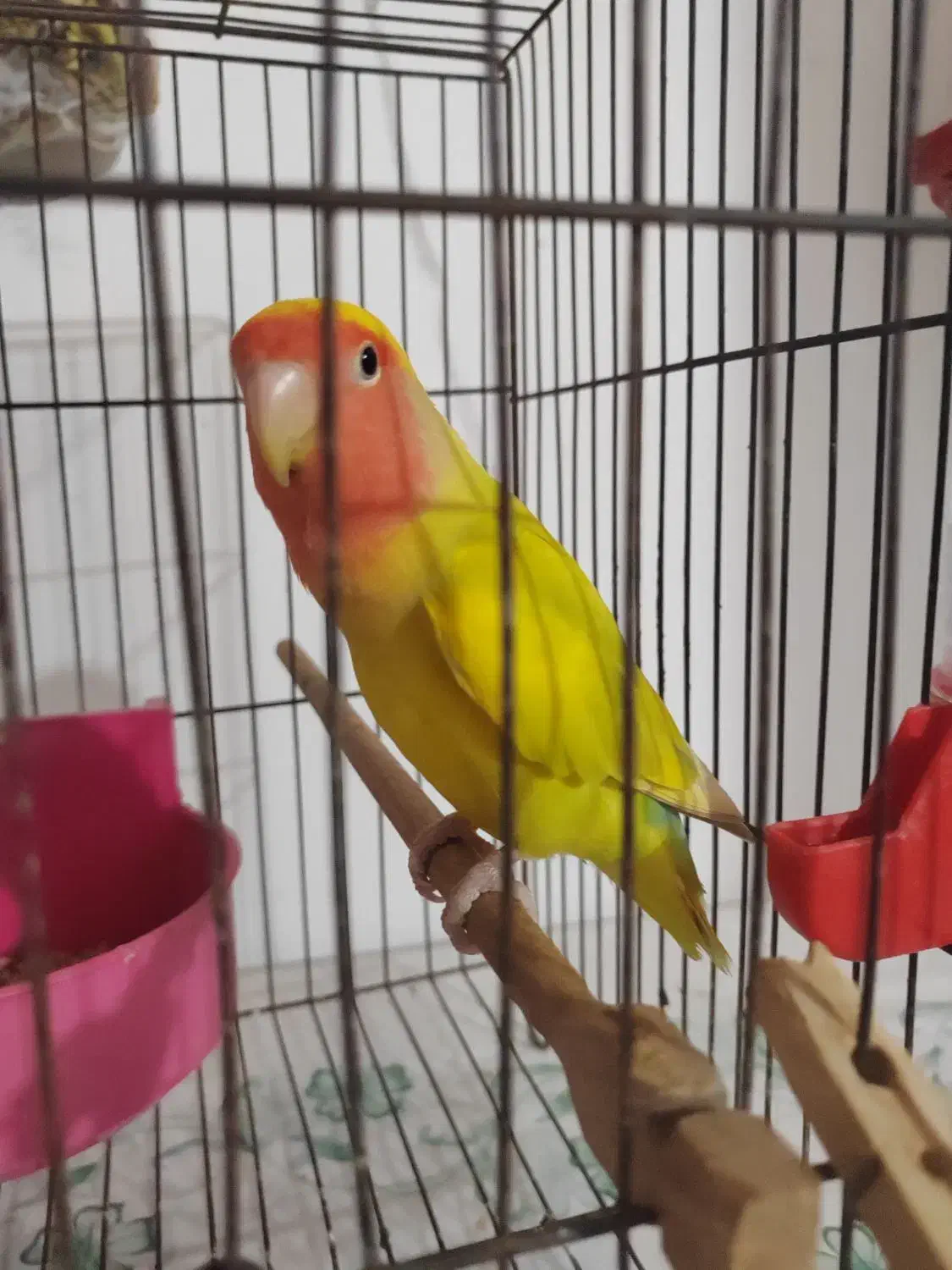 طوطی برزیلی|پرنده|برازجان, |دیوار