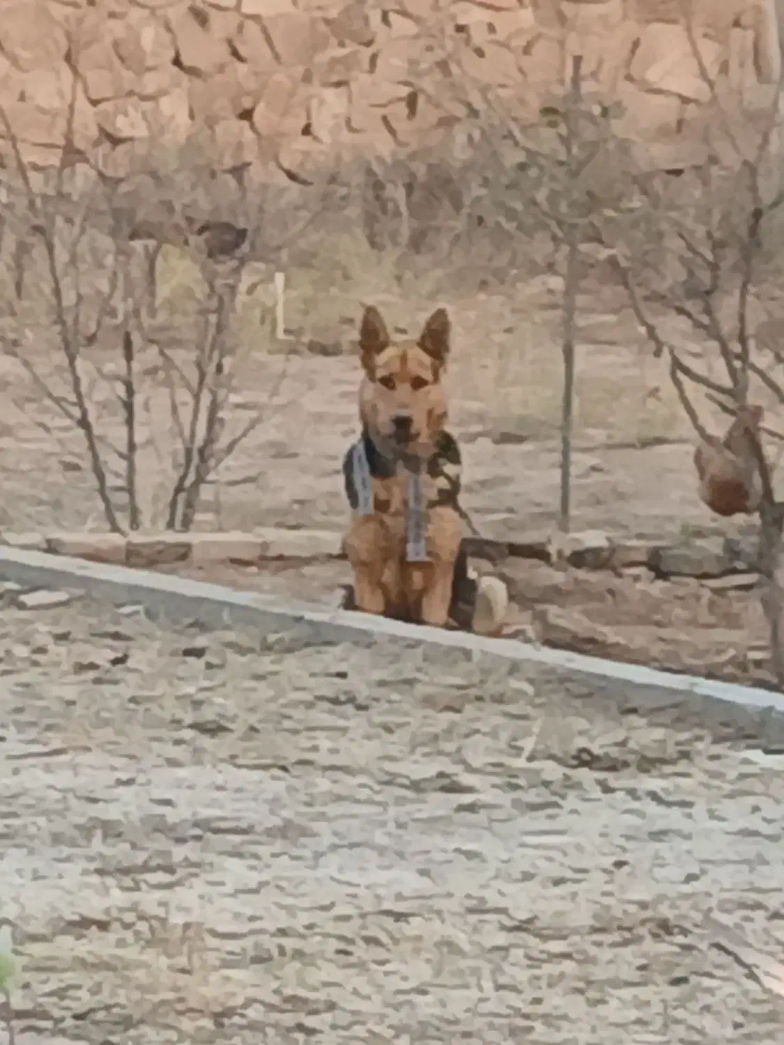 واگذاری ژرمن شپرد اصیل|سگ|باسمنج, |دیوار