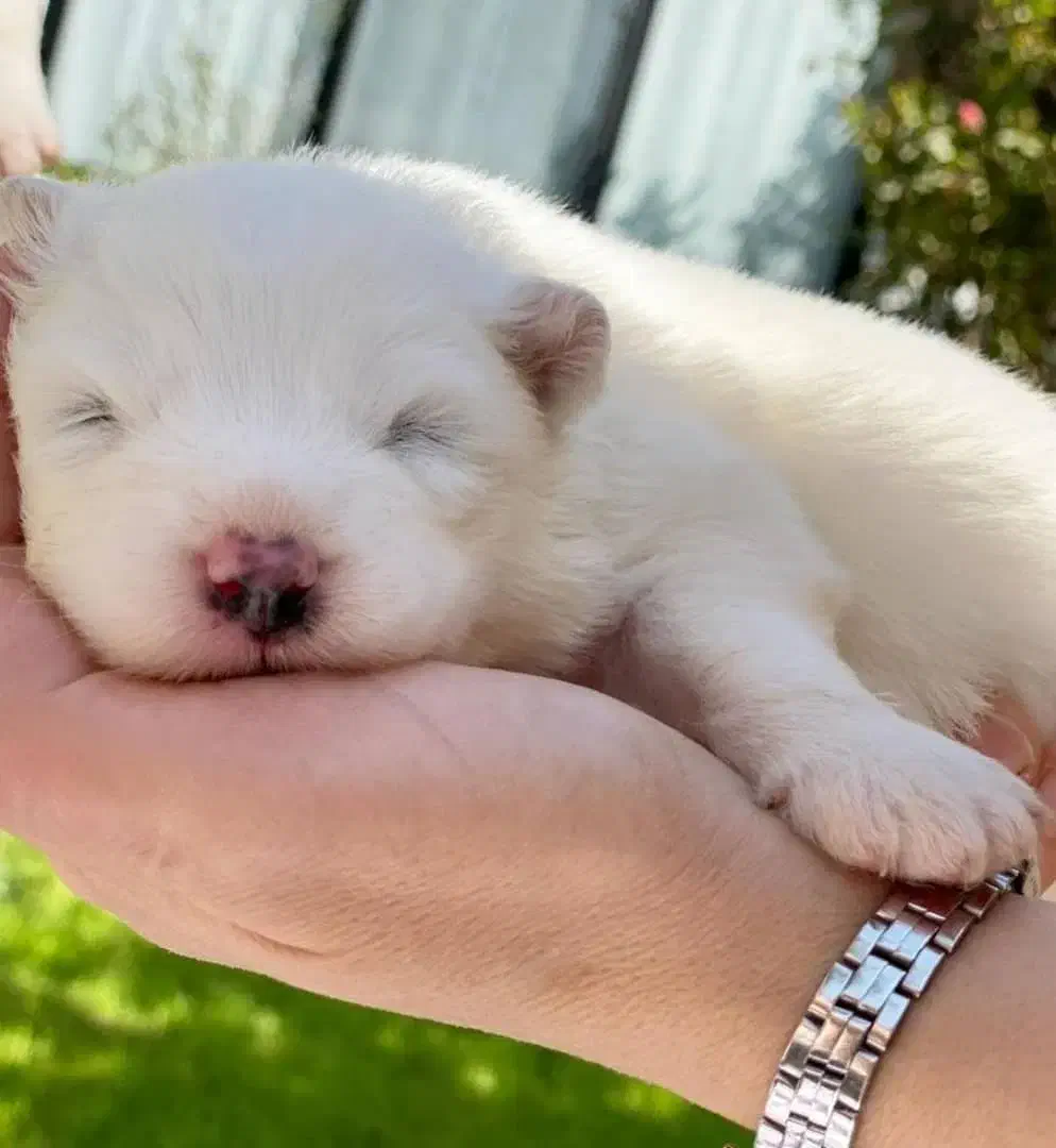 سگ سامویید|سگ|اصفهان, مفتح|دیوار