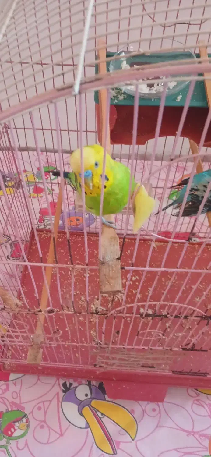 فروش مرغ عشق سخنگو|پرنده|اسلامشهر, صادقیه|دیوار