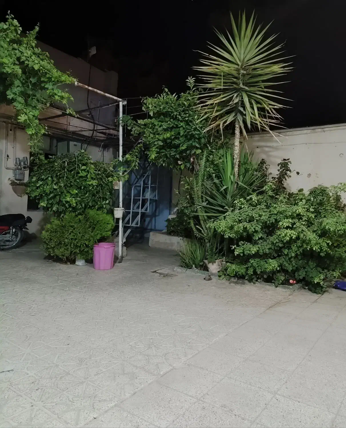 گل یوکا|گل و گیاه طبیعی|شیراز, داریون|دیوار